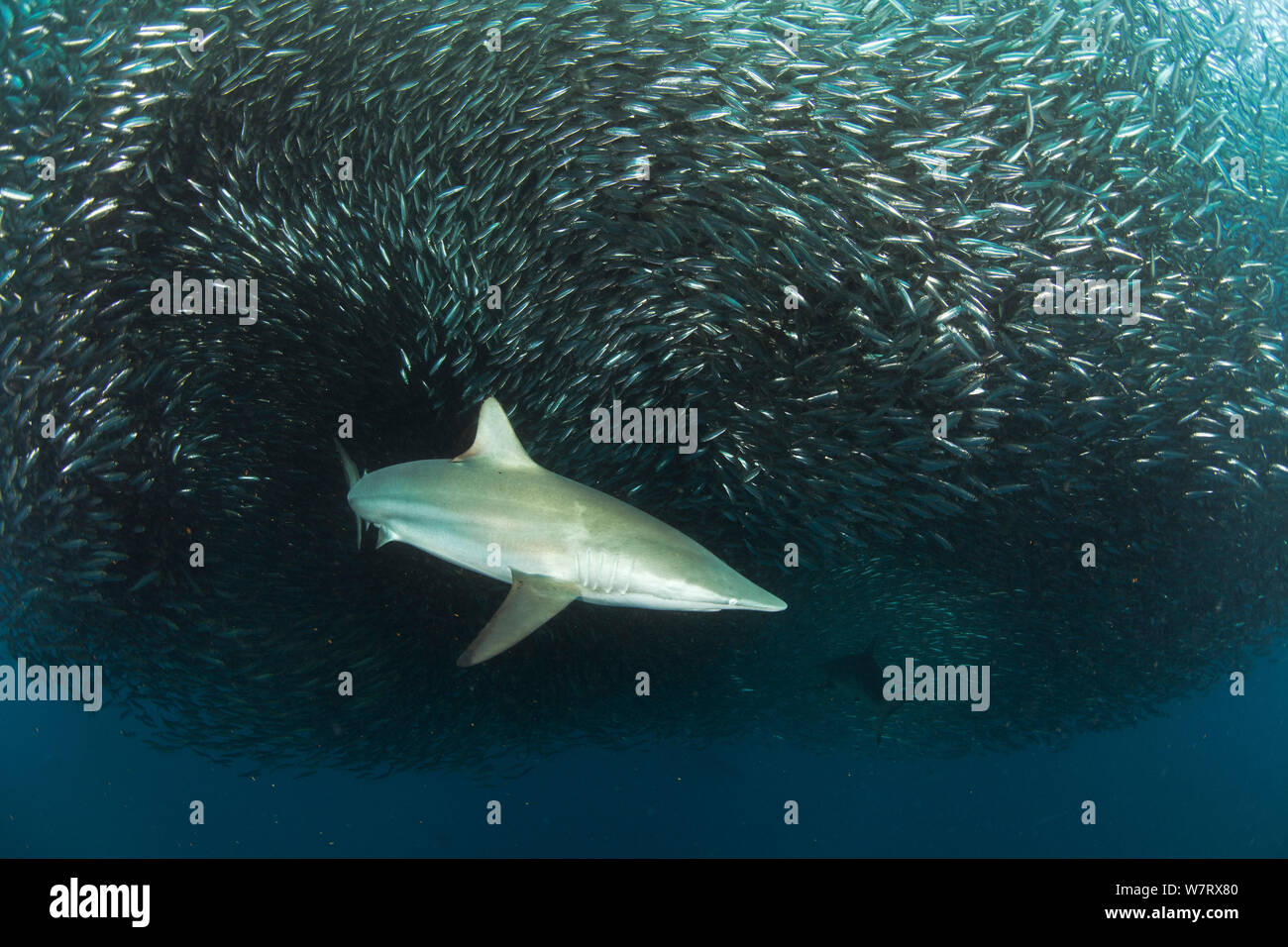 Lo squalo Blacktip (Carcharhinus limbatus) alimentazione di sardine (Sardinops ocellatus ) East London, Sud Africa Foto Stock