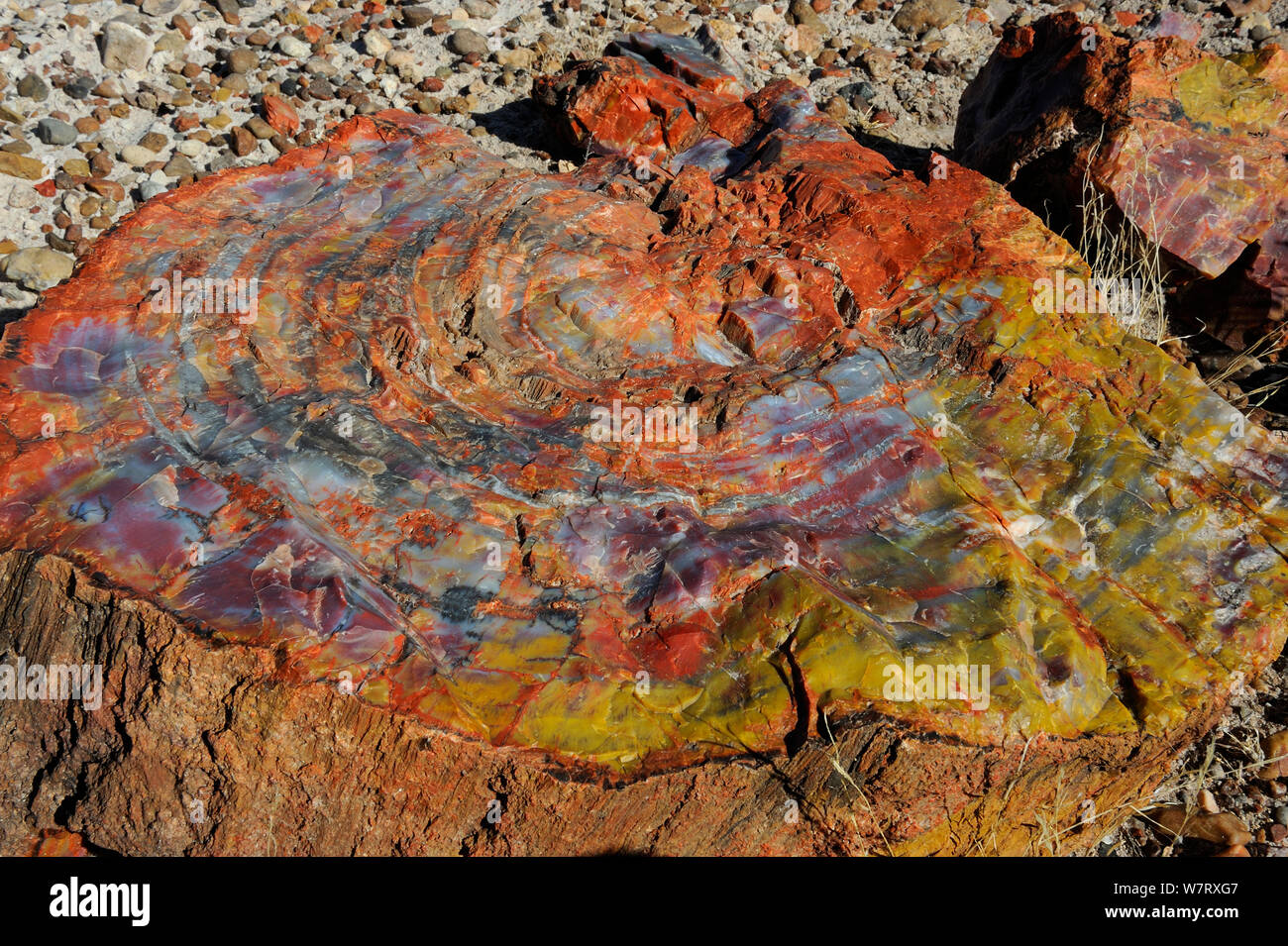 Chiudere fino a trama di legno pietrificato, Deserto Dipinto, Parco Nazionale della Foresta Pietrificata, Arizona, USA, dicembre 2012. Foto Stock