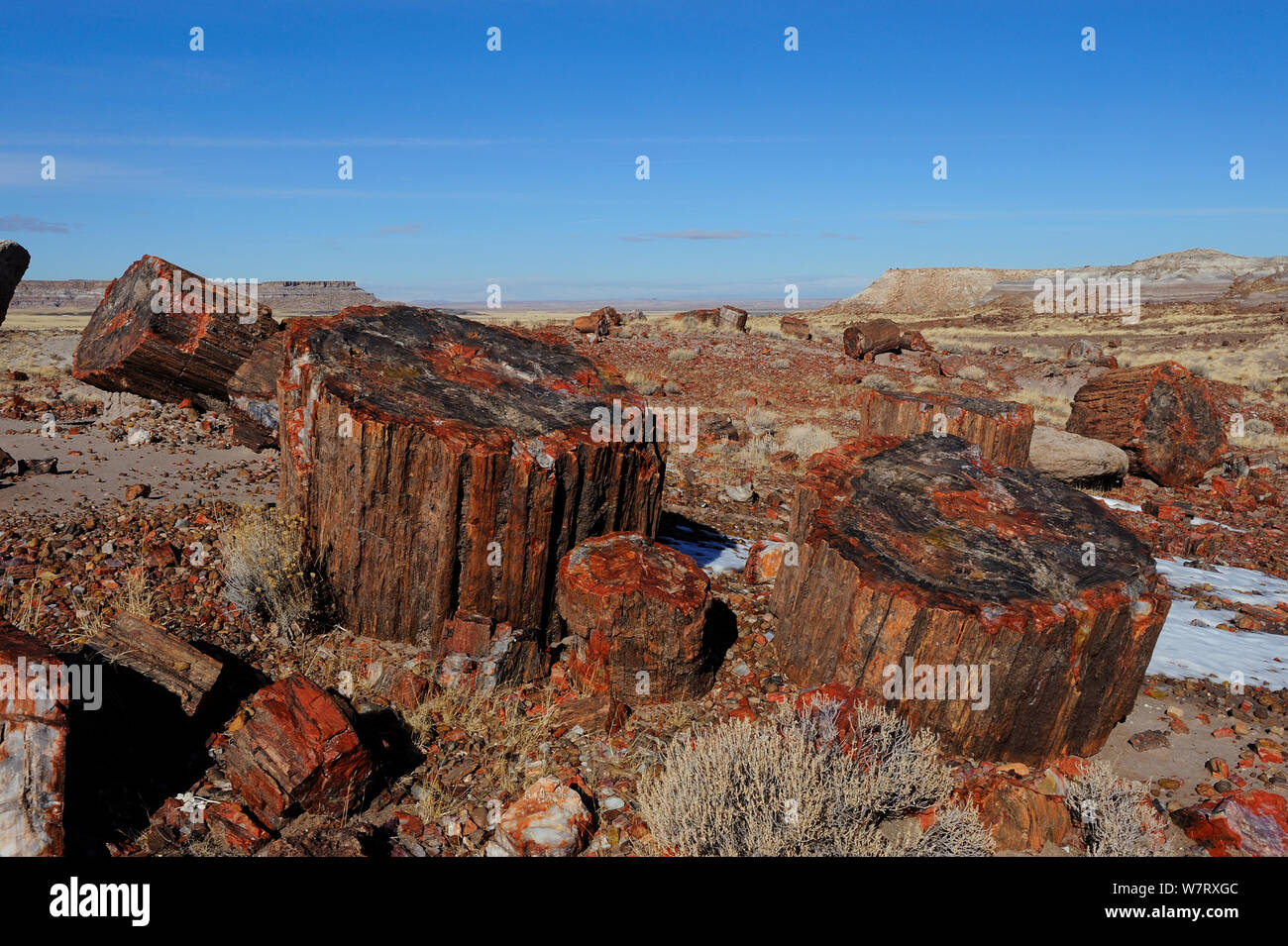 Legno pietrificato i segmenti di un grande albero, Parco Nazionale della Foresta Pietrificata, Arizona, USA, dicembre 2012. Foto Stock