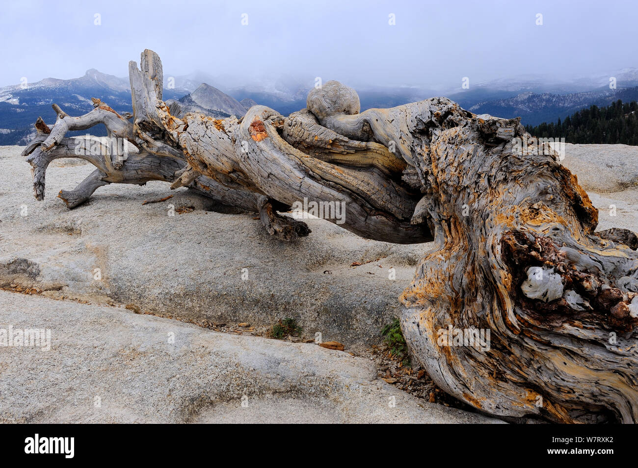 Pino antico tronco su Sentinel dome, Yosemite National Park, California, USA, ottobre 2012. Foto Stock