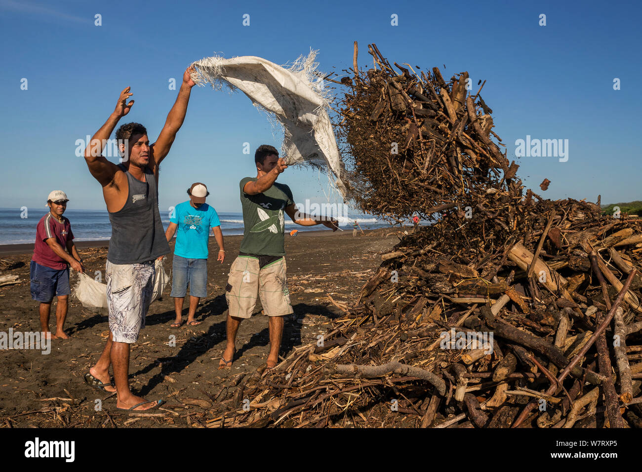 Gli abitanti del villaggio di Ostional pulire la spiaggia di driftwood dopo un forte temporale che le Olive Ridley tartarughe di mare (Lepidochelys olivacea) può deporre le uova durante il prossimo arribada (massa evento nesting) indisturbata, Pacific Coast, Ostional, Costa Rica, novembre 2012. Foto Stock