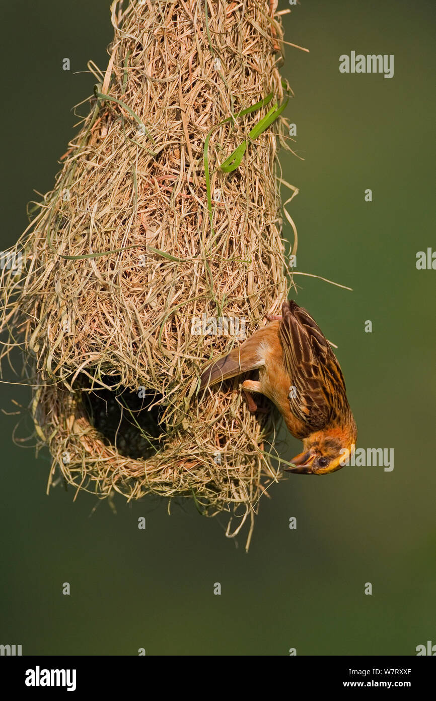 Baya weaver (Ploceus philippinus) subadult bird pratica edificio "play Nest", Singapore. Foto Stock