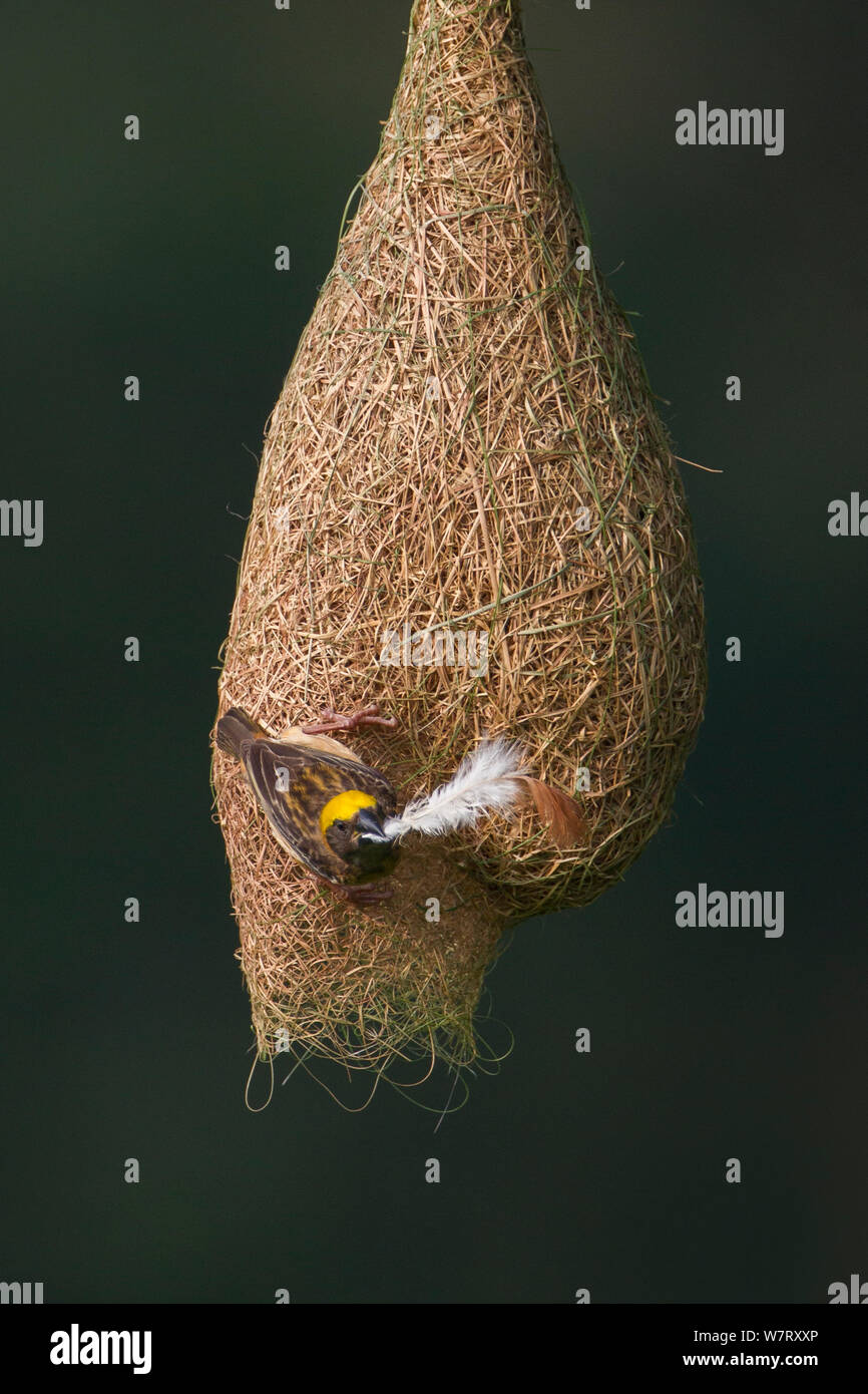 Baya weaver (Ploceus philippinus) femmina con materiale di nidificazione (giù) sul nido, Singapore. (Sequenza immagine 1 di 5) Foto Stock