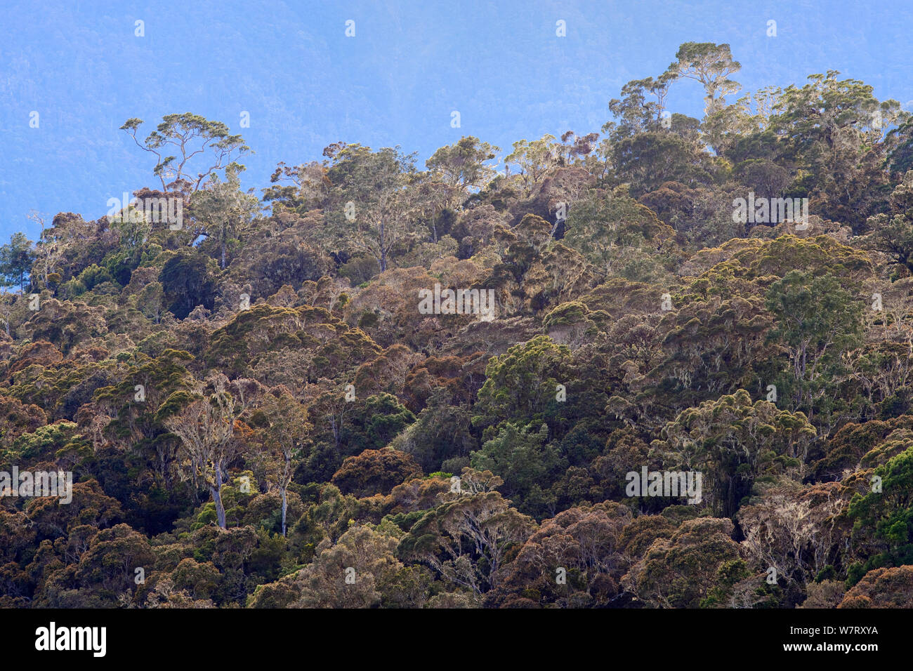 Primaria o vecchia foresta pluviale di crescita, Arfak montagne, Papua occidentale, in Indonesia. Foto Stock