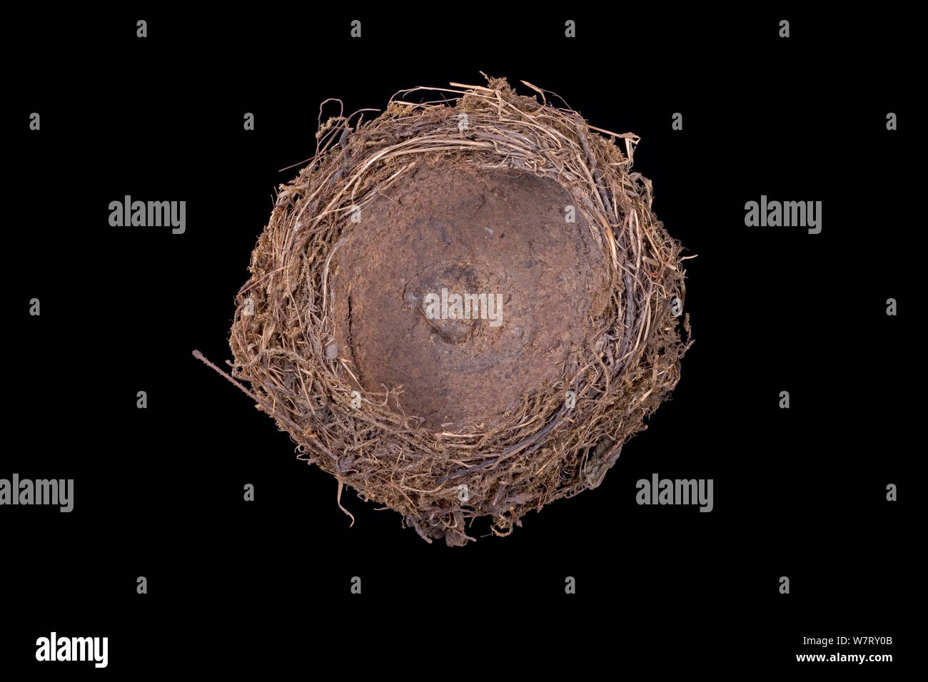 Tordo Bottaccio (Turdus philomelos) nido dalla collezione a Uebersee-Museum, Brema, Germania. Foto Stock