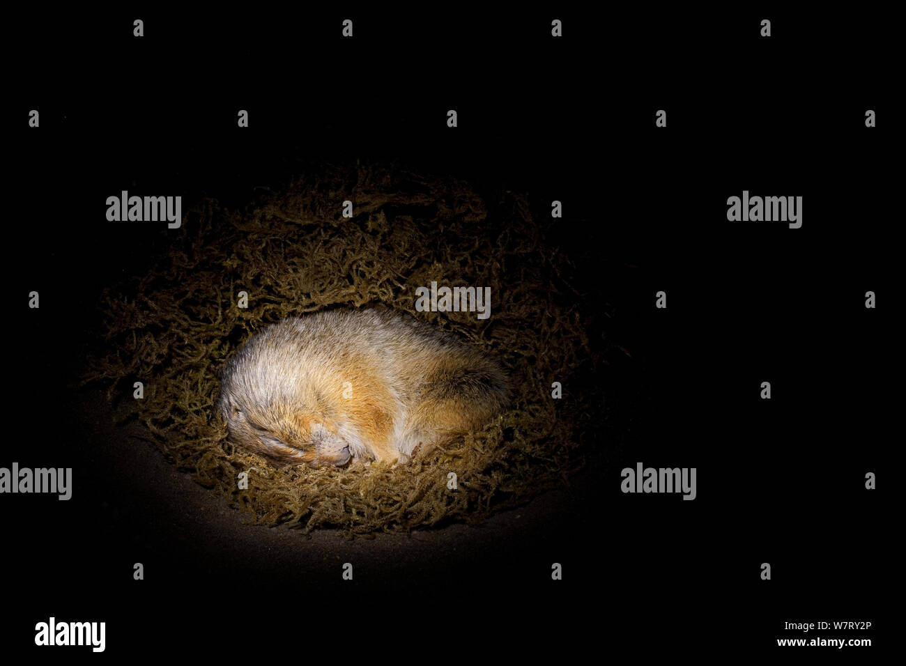 Terra artica scoiattolo (Spermophilus parryii) entra in modalità di ibernazione nella sua tana, Università di Fairbanks, Alaska, captive. Si tratta di corpo caduta di temperatura così bassa come ?2,9 °C (26,8 °F) il più basso di tipo noto che si verificano naturalmente la temperatura del corpo. Foto Stock
