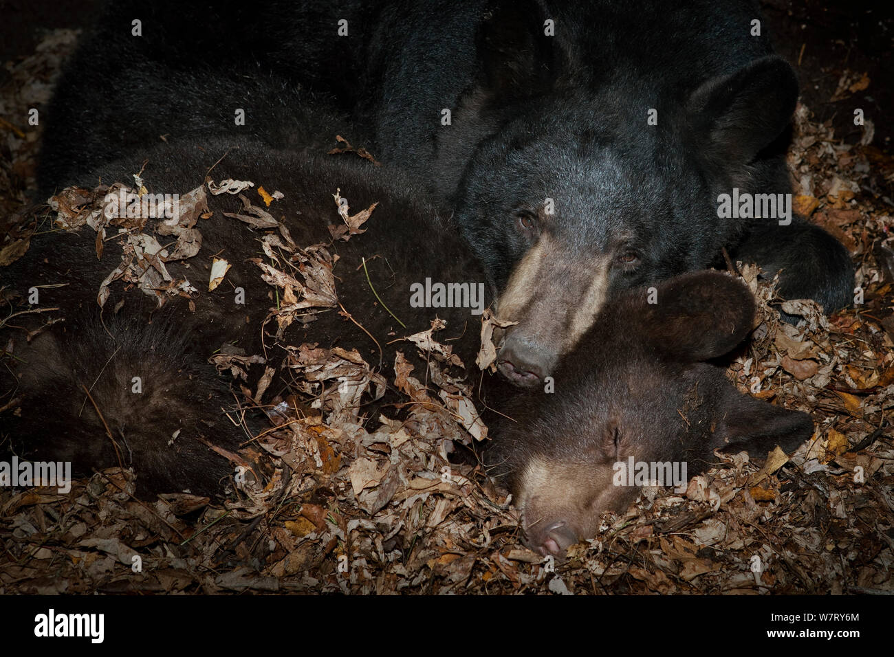 Black Bear (Ursus americanus) madre entra in modalità di ibernazione con un anno di età cub internamente den / Minnesota, USA, captive. Foto Stock