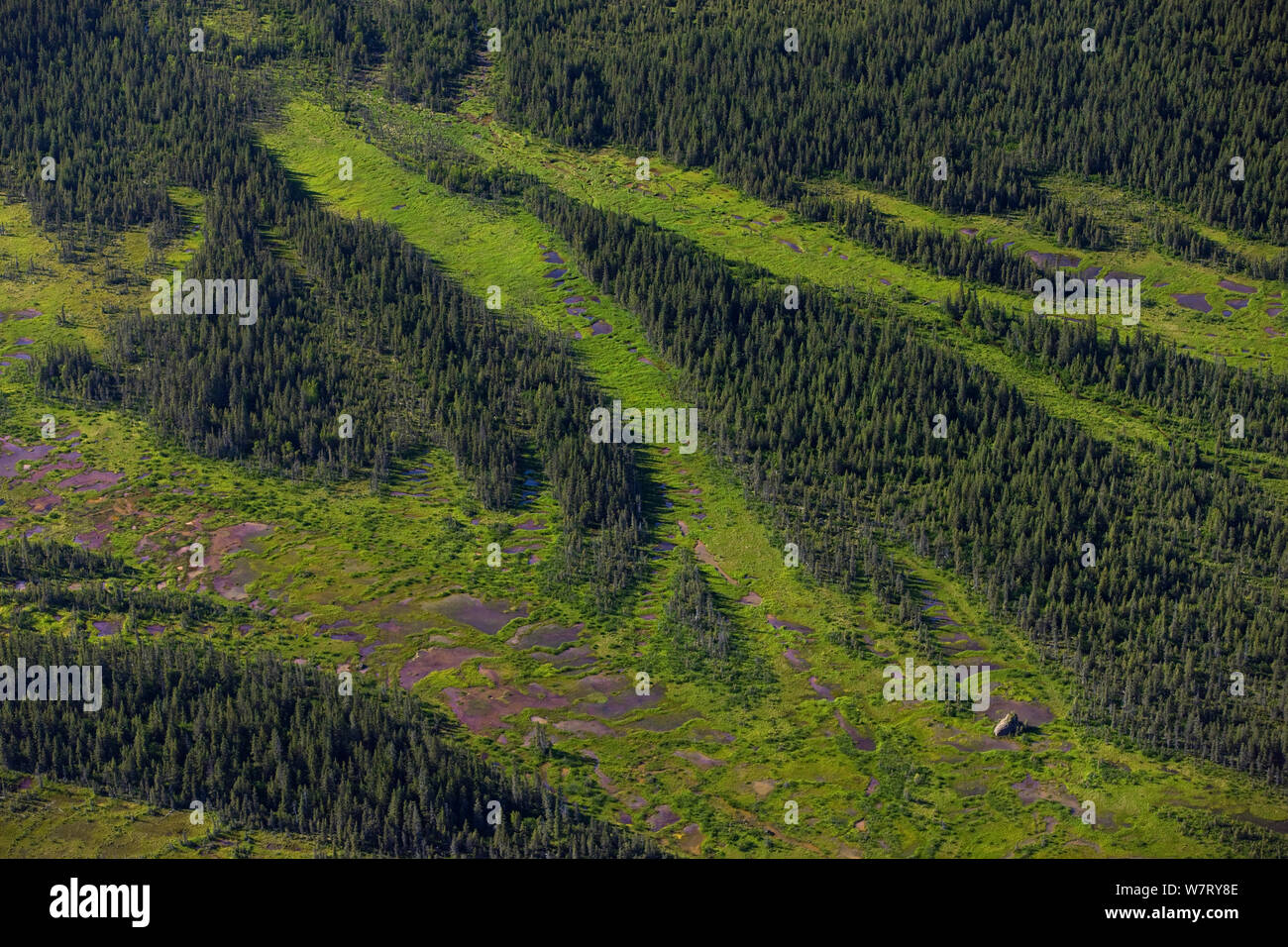 Bog nella foresta boreale, il Parco Nazionale del Lago Clark, Alaska, Stati Uniti d'America. Giugno. Foto Stock