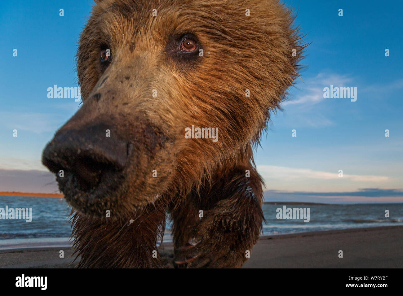Orso grizzly (Ursus arctos horribilis) immagine scattata con una telecamera remota auto, Alaska, Luglio. Foto Stock