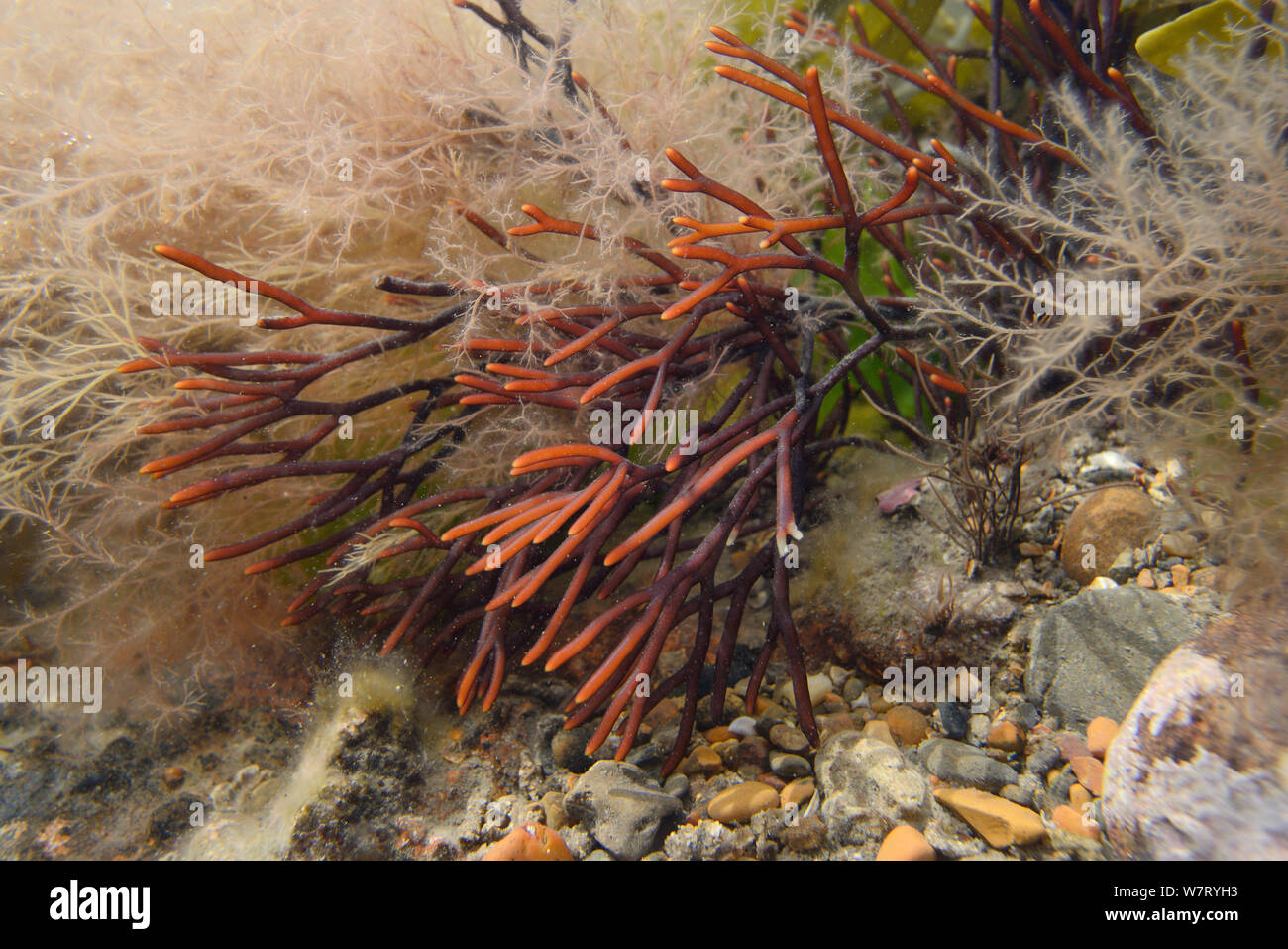 Forkweed discoidale (Polyides rotundus) cresce in una rockpool accanto a feathery alga rossa (Ceramium sp.), Lyme Regis, Dorset, Regno Unito, maggio. Foto Stock