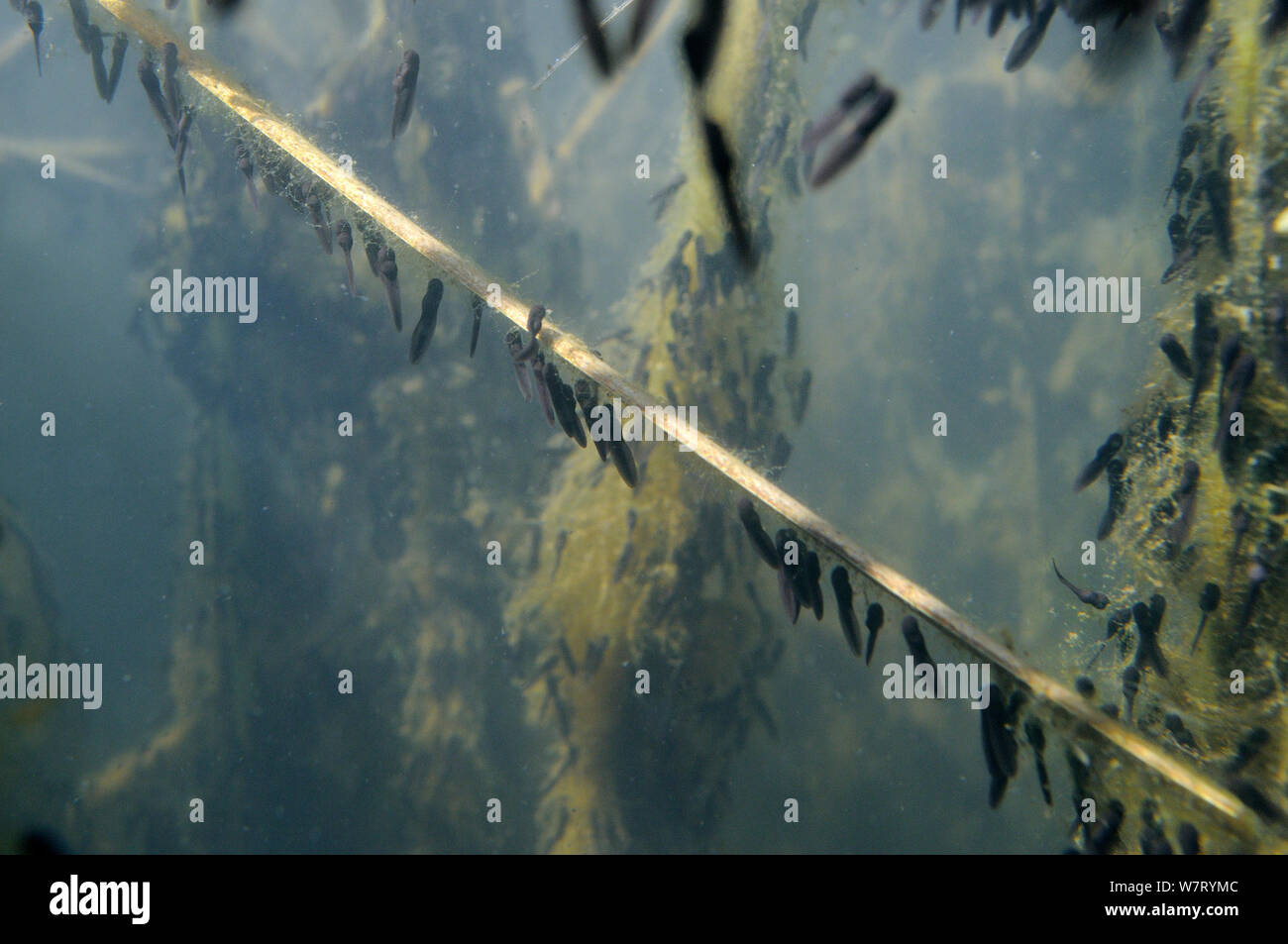 Recentemente tratteggiata Rana comune di girini (Rana temporaria) alimentazione su alghe accluso a reed nasce in un laghetto di acqua dolce, Wiltshire, Regno Unito, maggio. Foto Stock