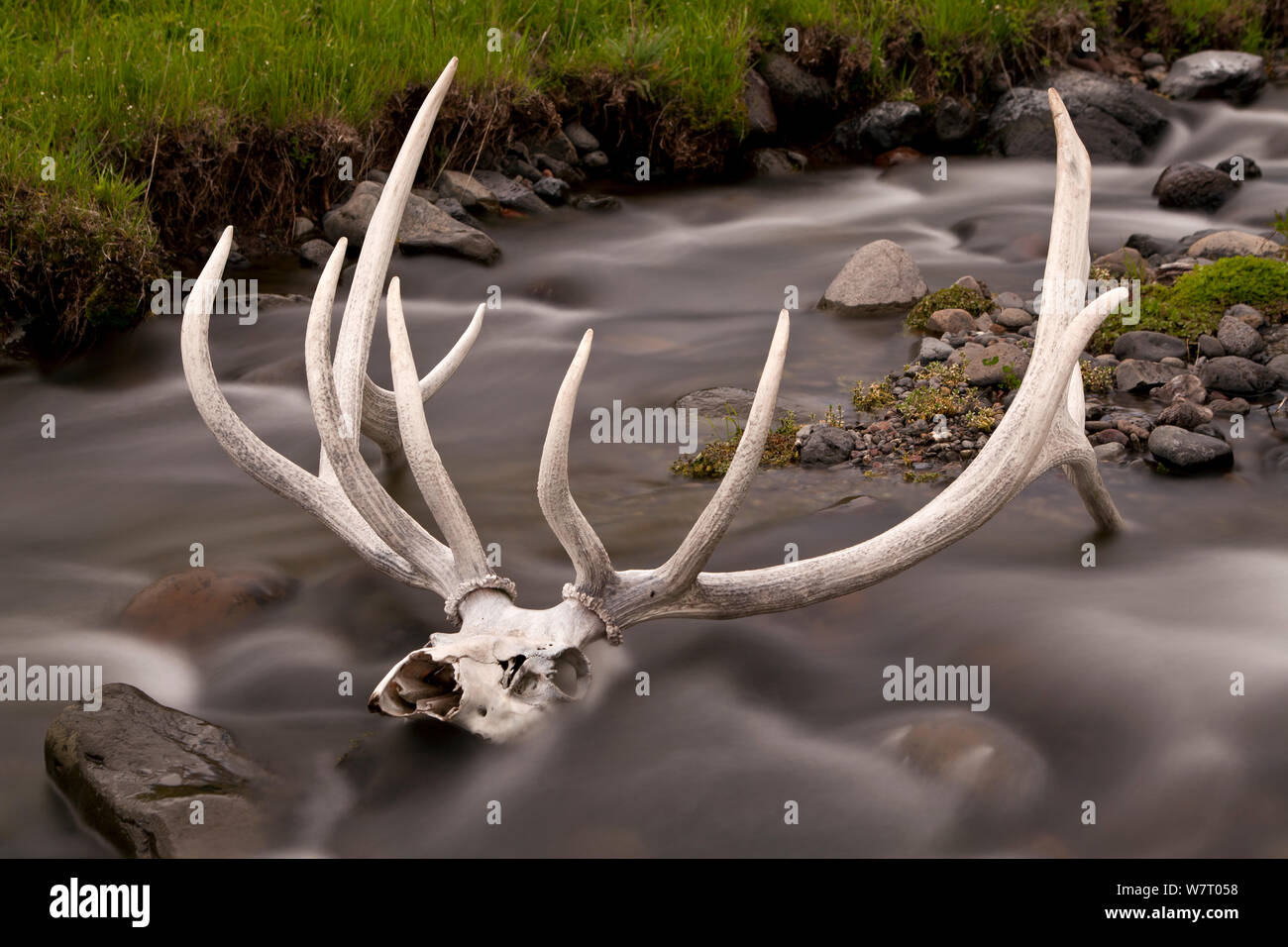 Resti di un alce in Lamar Valle del Parco Nazionale di Yellowstone, Wyoming USA, Giugno 2013. Foto Stock