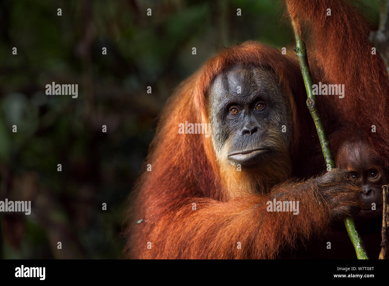 Orangutan di Sumatra (Pongo abelii) femmina 'Suma' 36 anni anni ritratto. Gunung Leuser National Park, Sumatra, Indonesia. Apr 2012. Riabilitate e rilasciate (o discendenti di coloro che sono stati liberati) tra 1973 e 1995. Foto Stock
