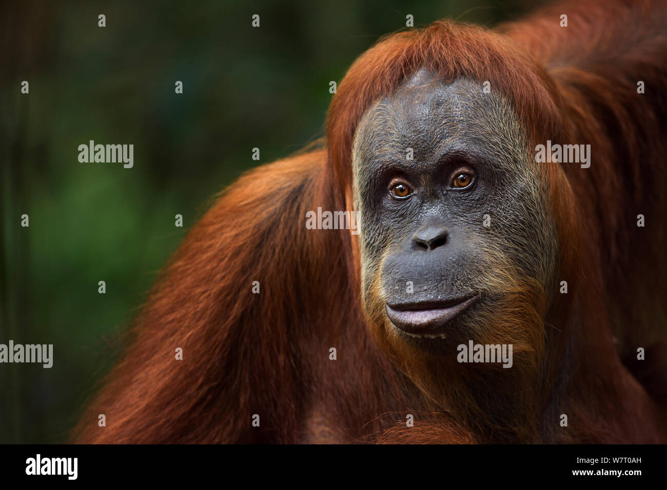 Orangutan di Sumatra (Pongo abelii) femmina 'Suma' 36 anni anni ritratto. Gunung Leuser National Park, Sumatra, Indonesia. Apr 2012. Riabilitate e rilasciate (o discendenti di coloro che sono stati liberati) tra 1973 e 1995. Foto Stock