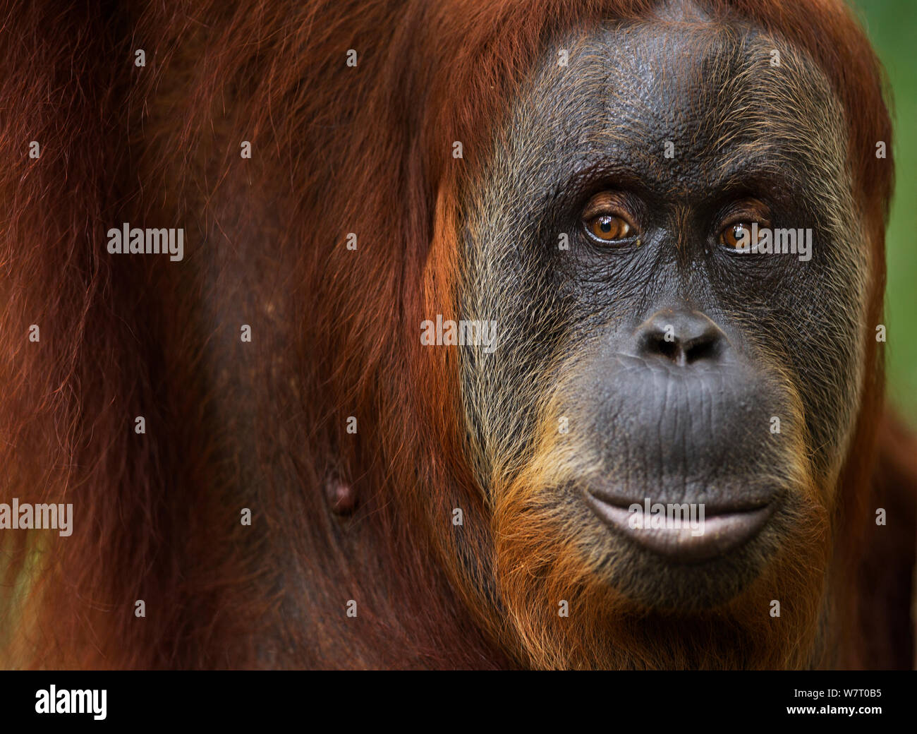 Orangutan di Sumatra (Pongo abelii) femmina 'Suma' 36 anni anni ritratto. Gunung Leuser National Park, Sumatra, Indonesia. Apr 2012. Riabilitate e rilasciate (o discendenti di coloro che sono stati liberati) tra 1973 e 1995. Foto Stock