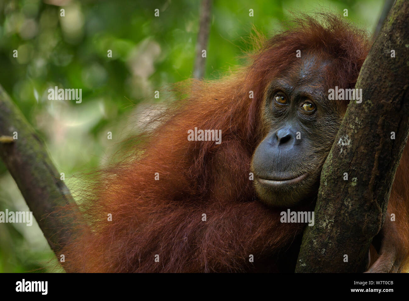 Orangutan di Sumatra (Pongo abelii) femmina &#39;Sepi&#39; invecchiato 14 anni di riposo in un albero - ritratto. Gunung Leuser National Park, Sumatra, Indonesia. Apr 2012. Riabilitate e rilasciate (o discendenti di coloro che sono stati liberati) tra 1973 e 1995. Foto Stock