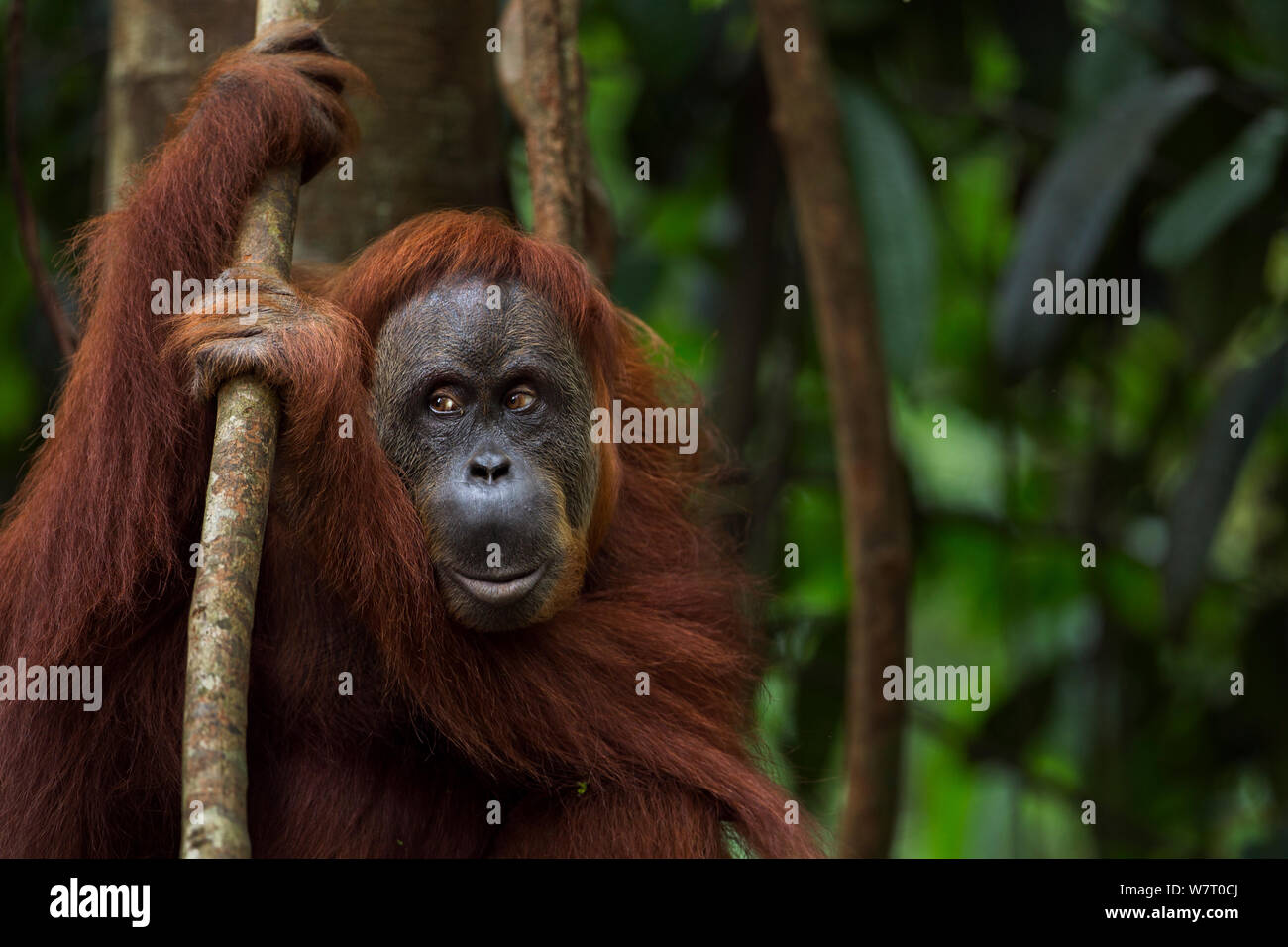 Orangutan di Sumatra (Pongo abelii) femmina 'Suma' 36 anni anni tenendo un liana. Gunung Leuser National Park, Sumatra, Indonesia. Apr 2012. Riabilitate e rilasciate (o discendenti di coloro che sono stati liberati) tra 1973 e 1995. Foto Stock