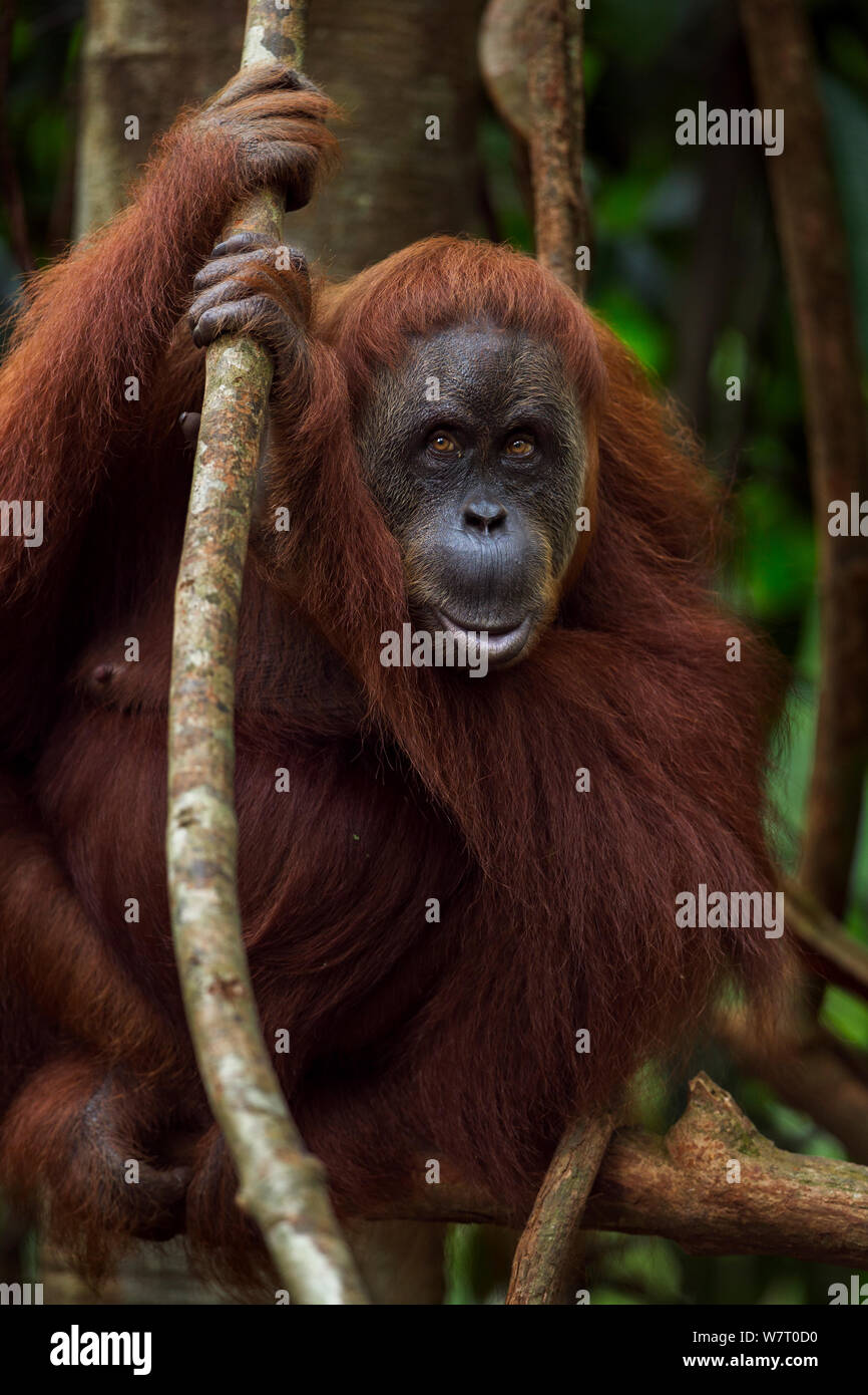 Orangutan di Sumatra (Pongo abelii) femmina 'Suma' 36 anni anni tenendo un liana. Gunung Leuser National Park, Sumatra, Indonesia. Apr 2012. Riabilitate e rilasciate (o discendenti di coloro che sono stati liberati) tra 1973 e 1995. Foto Stock