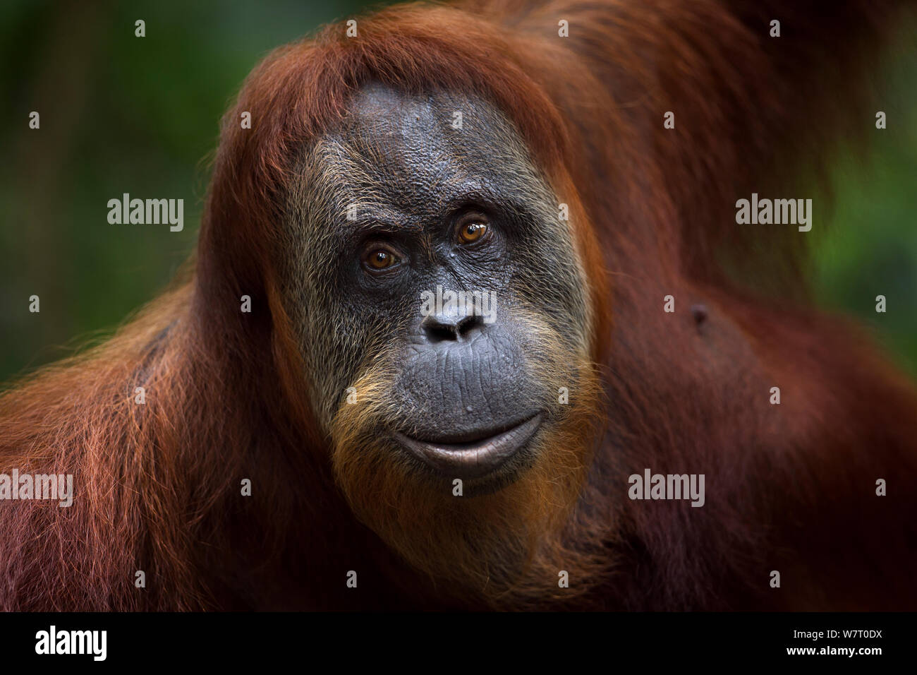 Orangutan di Sumatra (Pongo abelii) femmina 'Suma' 36 anni anni ritratto. Gunung Leuser National Park, Sumatra, Indonesia. Apr 2012. Riabilitate e rilasciate (o discendenti di coloro che sono stati liberati) tra 1973 e 1995. Foto Stock