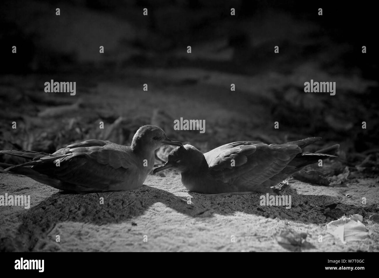 Cuneo-tailed berte (Puffinus pacificus) al di fuori del nido burrow grooming reciproco di notte, l'Isola Heron, sud della Grande Barriera Corallina, Queensland, Australia. Prese con telecamera a infrarossi. Foto Stock