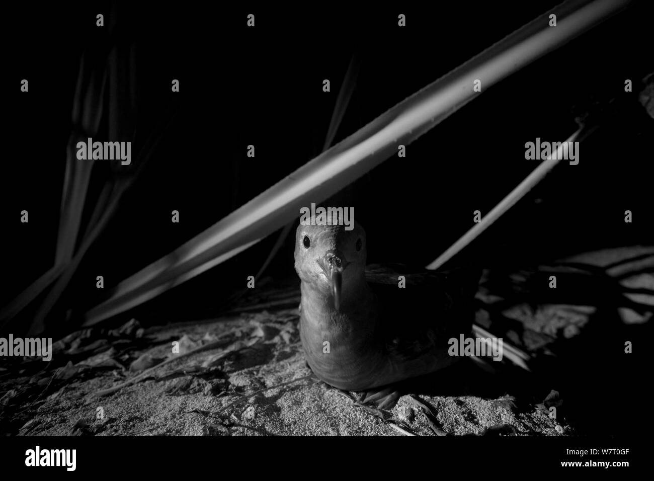 Cuneo-tailed berte (Puffinus pacificus) al di fuori del nido scavano, l'Isola Heron, sud della Grande Barriera Corallina, Queensland, Australia. Prese con telecamera a infrarossi. Foto Stock