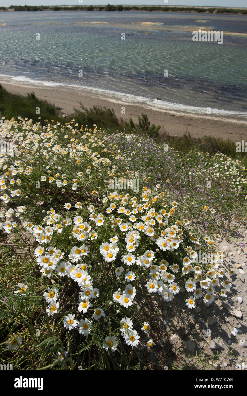 Mare camomilla (Anthemis maritima) in fiore nei pressi della spiaggia, Camargue, Francia, giugno. Foto Stock