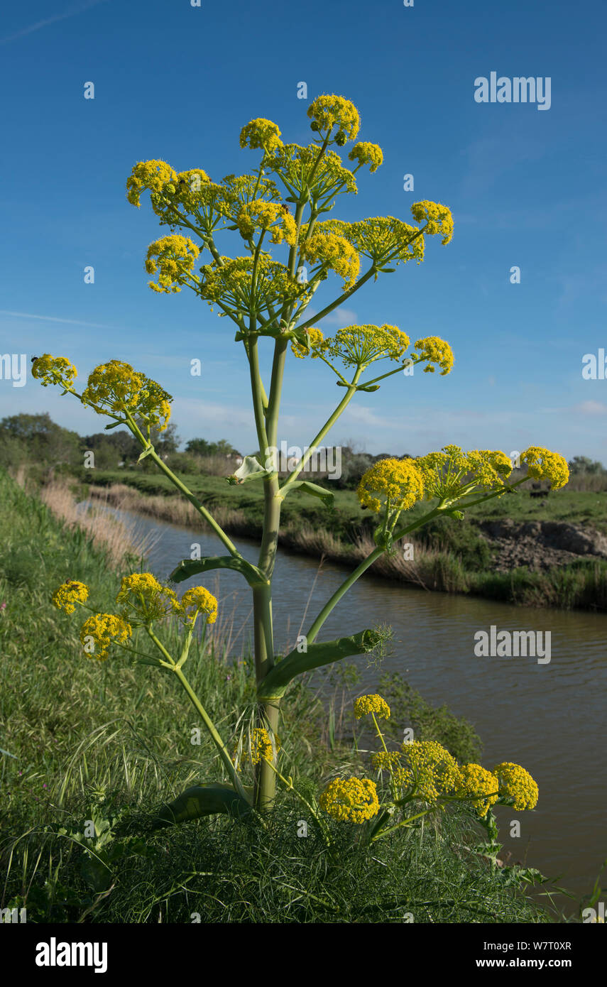 Finocchio gigante (ferula communis) in fiore, salin de giraud, Camargue, Francia, Maggio 2013. Foto Stock