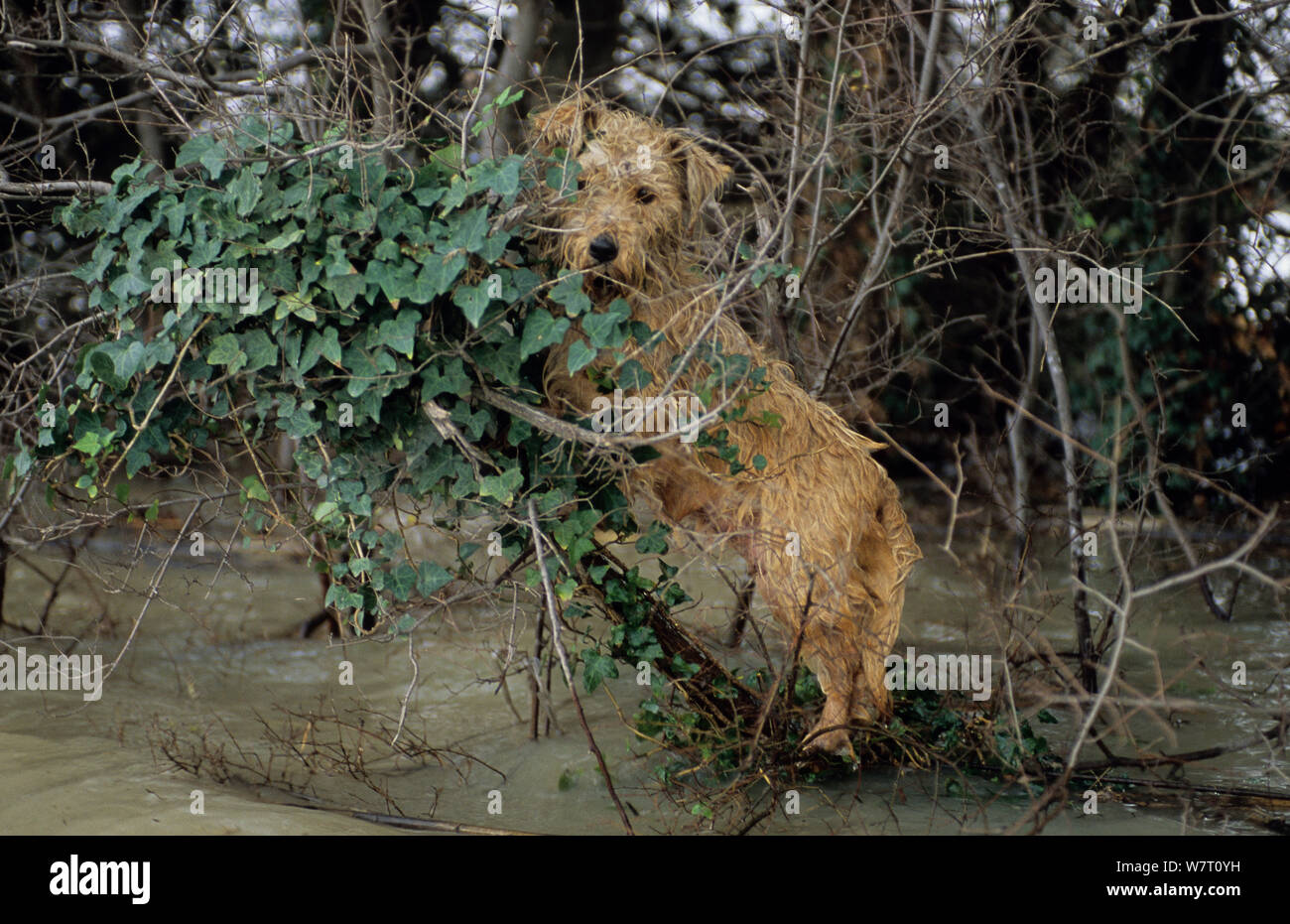 Cane malconce tenendo fuori delle acque di esondazione in rami, Arles durante il mese di dicembre 2003 flood, Camargue, Francia. Foto Stock