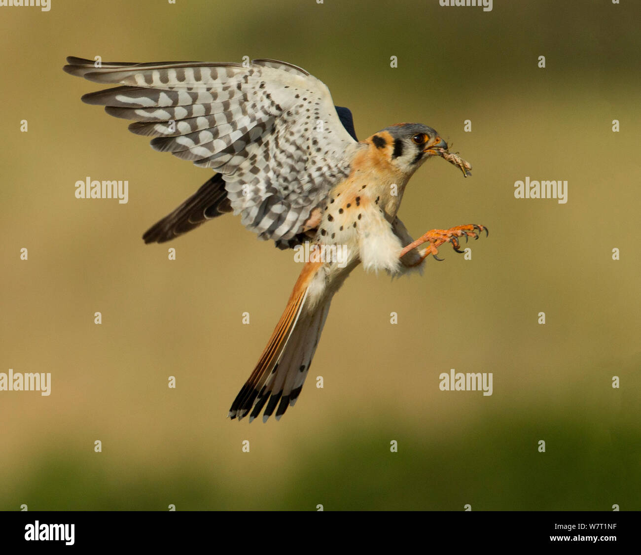 Maschio di American gheppio (Falco sparverius) lo sbarco, con grasshopper preda, Colorado, Stati Uniti d'America, Luglio Foto Stock