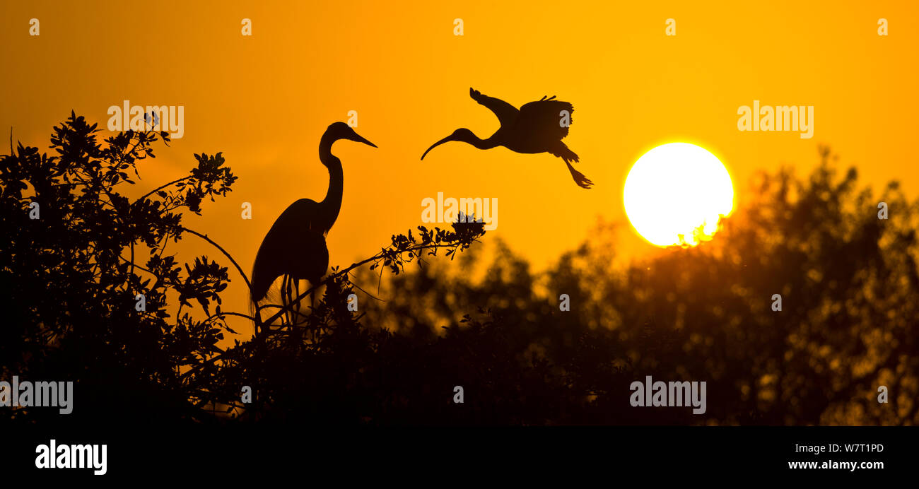 Airone bianco maggiore (Ardea alba) appollaiato in un albero con un Americano bianco Ibis (Eudocimus albus) in volo, Everglades National Park, Florida, Stati Uniti d'America. Foto Stock