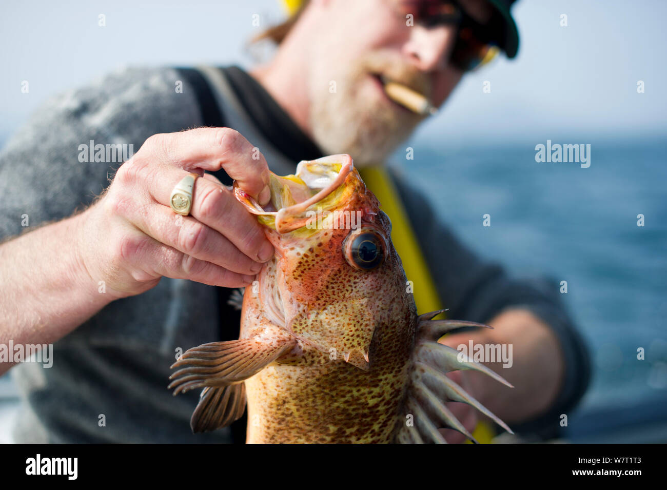 Pescatore sorregge un pesce di rame (Sebastes caurinus). La pesca dalla barca a motore. West Coast, vicino a Port Renfrew, Isola di Vancouver, British Columbia, Canada, luglio 2012. Foto Stock