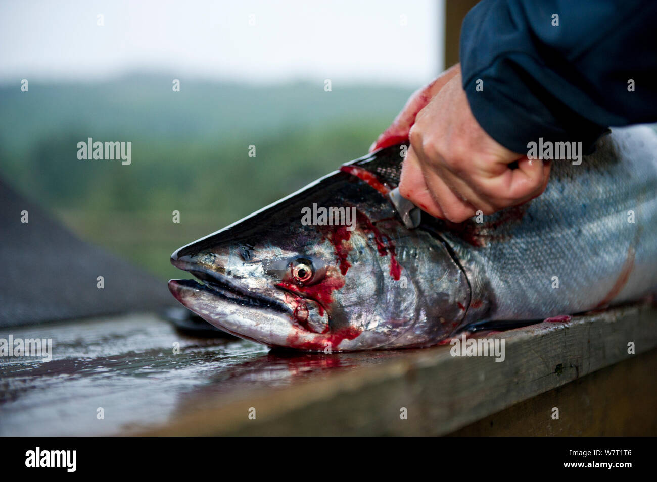 Fisherman togliendo la testa del salmone (Salmo sp.) vicino a Port Renfrew, costa ovest, l'isola di Vancouver, British Columbia, Canada, a luglio. Foto Stock