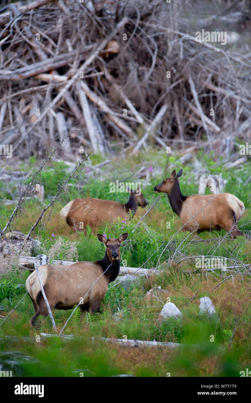 Roosevelt elk (Cervus elaphus roosevelti) in una foresta di taglio. Costa est, vicino a Telegraph Cove, Isola di Vancouver, British Columbia, Canada, a luglio. Foto Stock