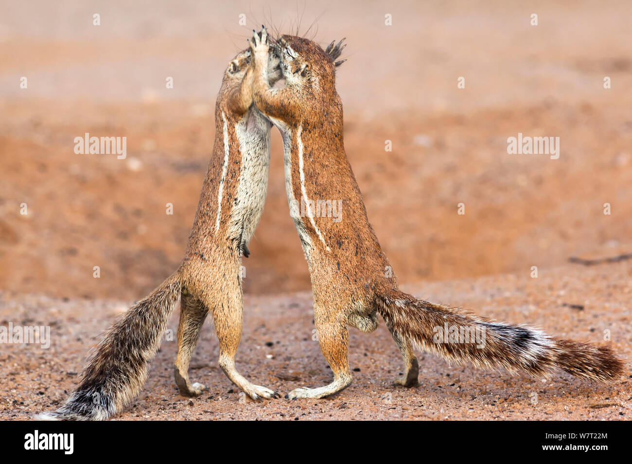 Maschio e femmina degli scoiattoli di terra (Xerus inauri)s interagenti, Kgalagadi Parco transfrontaliero, Northern Cape, Sud Africa, febbraio. Foto Stock