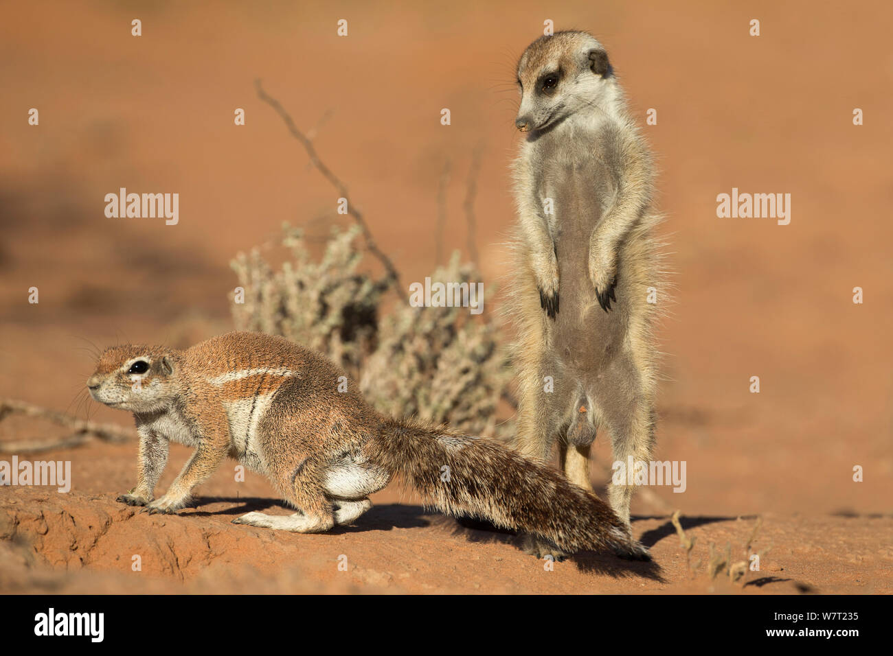Meerkat (Suricata suricatta) con una massa di terra scoiattolo (Xerus inauris), Kgalagadi Parco transfrontaliero, Northern Cape, Sud Africa, gennaio. Foto Stock
