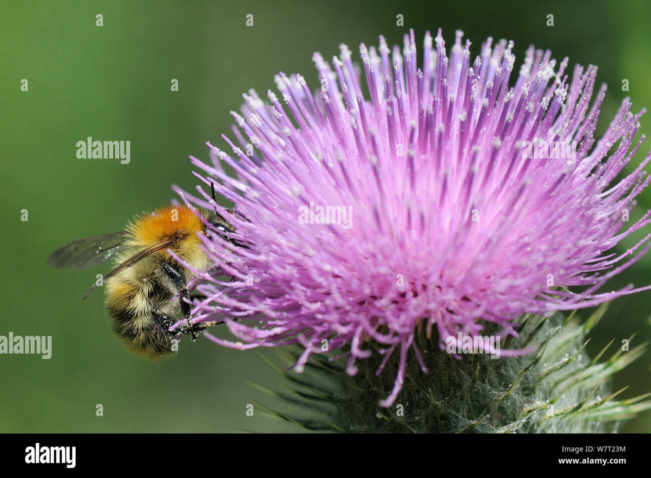 Carda comune bumblebee (Bombus pascuorum) foraggio su Spear thistle (Cirsium vulgare) fioritura in un polline e nettare di miscela di fiori che confinano con un raccolto di orzo, Marlborough Downs, Wiltshire, Regno Unito, Luglio. Foto Stock