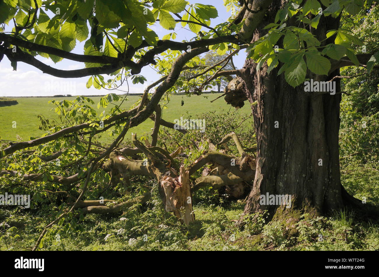 Ippocastano tree (Aesculus hippocastanum) con il ramo principale interrotto durante una tempesta, Wiltshire, Regno Unito, maggio. Foto Stock