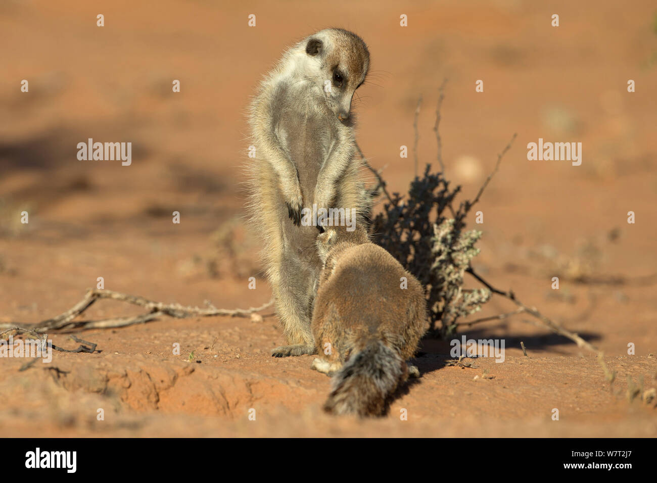 Meerkat (Suricata suricatta) interagente con una massa scoiattolo (Xerus inauris), Kgalagadi Parco transfrontaliero, Northern Cape, Sud Africa, gennaio. Foto Stock