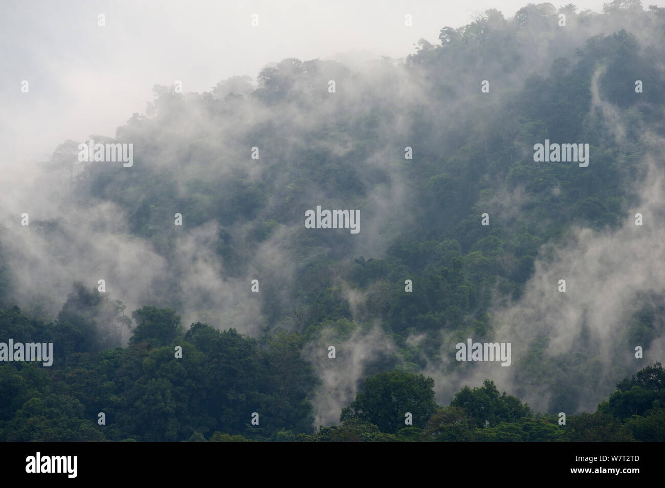 Vista sulla foresta pluviale Canande riserva. Ecuador, dicembre 2010. Foto Stock