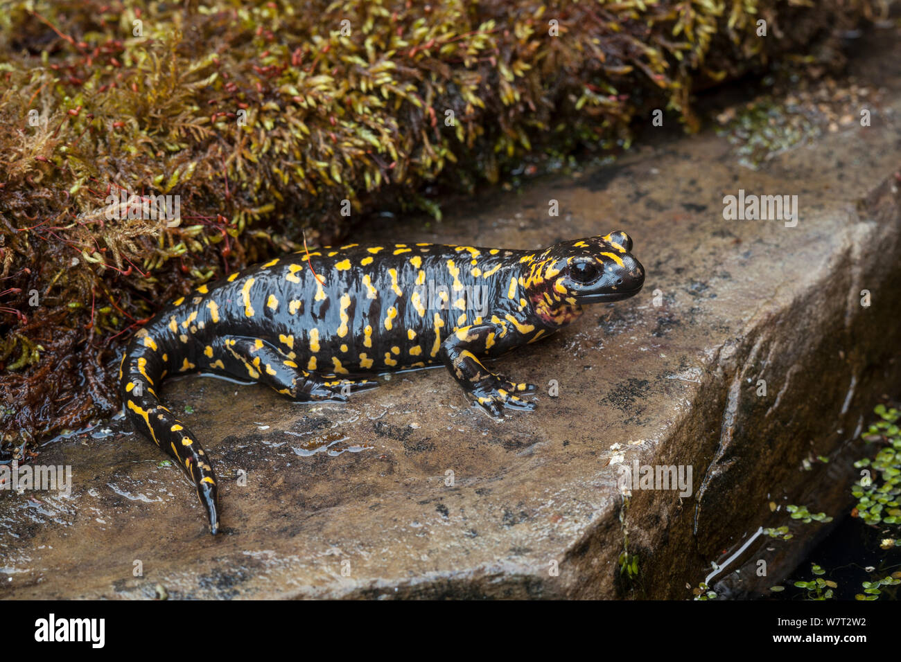 Il portoghese salamandra pezzata (Salamandra salamandra gallaica) sulla battuta di umido, prigionieri nativa per il Portogallo. Foto Stock
