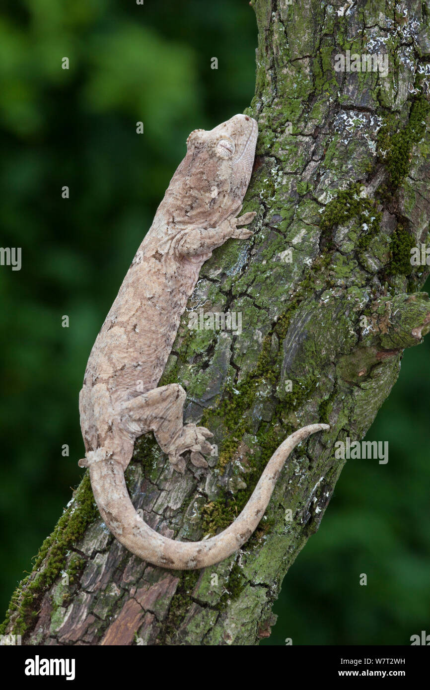 Mossy nuovo Caledonian gecko (Mniarogekko / Rhacodactylus chahoua) captive provenienti dalla Nuova Caledonia. Foto Stock