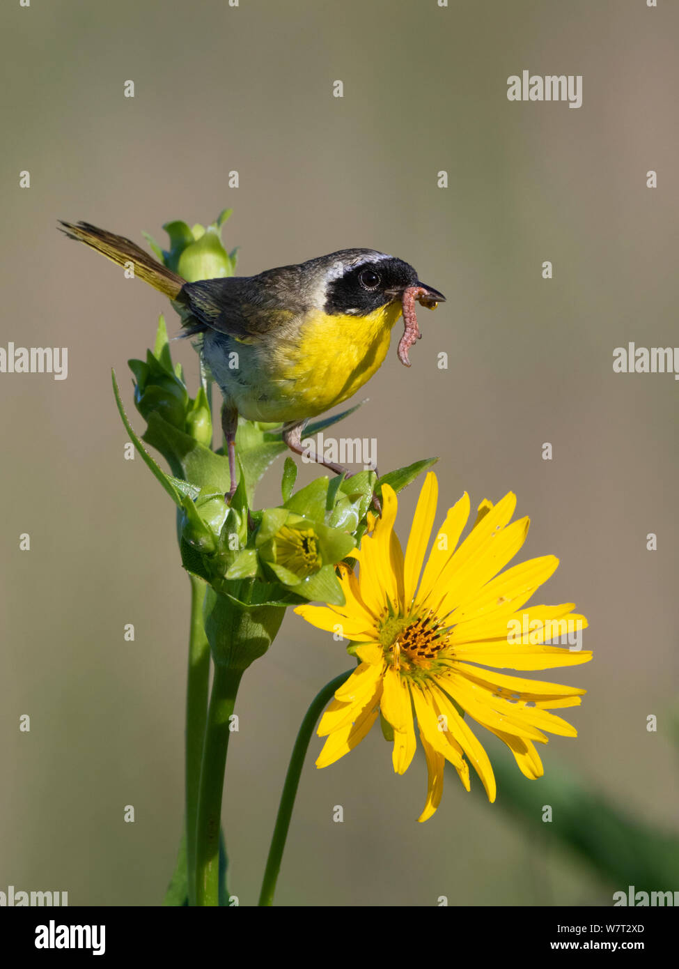 Yellowthroat comune (Geothlypis trichas) maschio, insetti di caccia in fioritura prairie, Iowa, USA Foto Stock