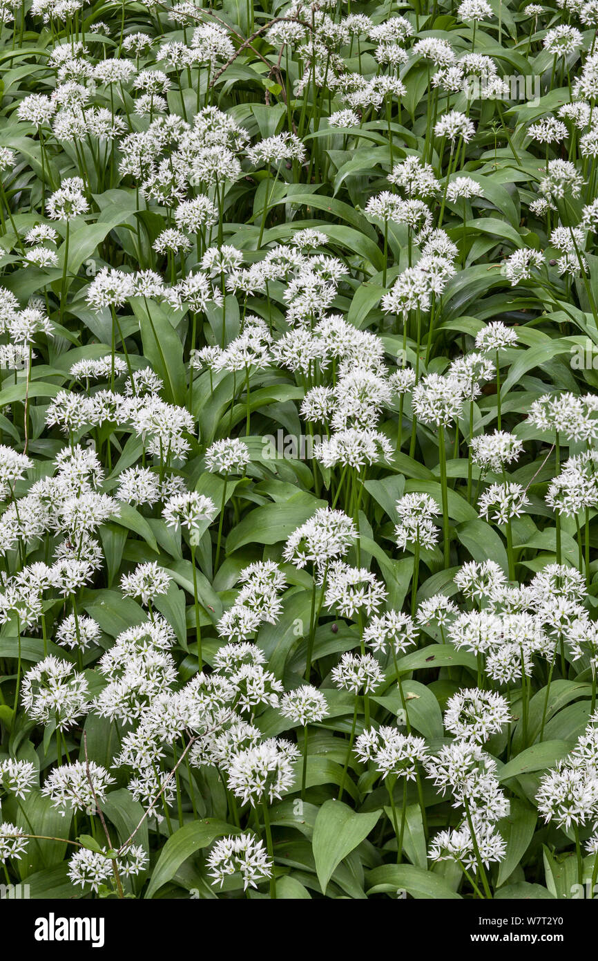 Aglio selvatico / taglie (Allium ursinum) Derbyshire Peak District, Inghilterra, Regno Unito. Giugno. Foto Stock