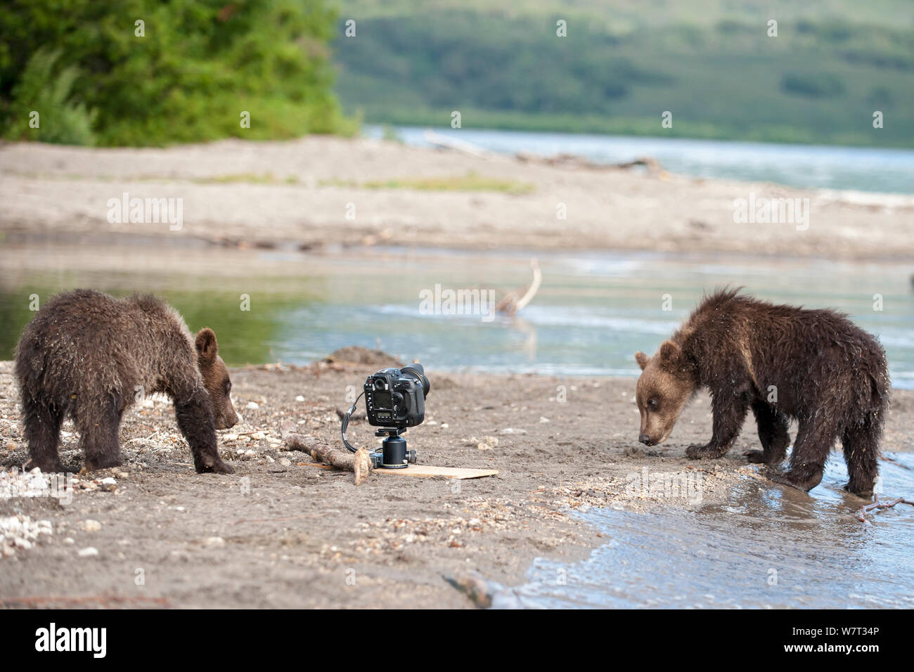 La Kamchatka l'orso bruno (Ursus arctos beringianus) con telecamera impostata, Kamchatka, Estremo Oriente Russo, Agosto. Foto Stock