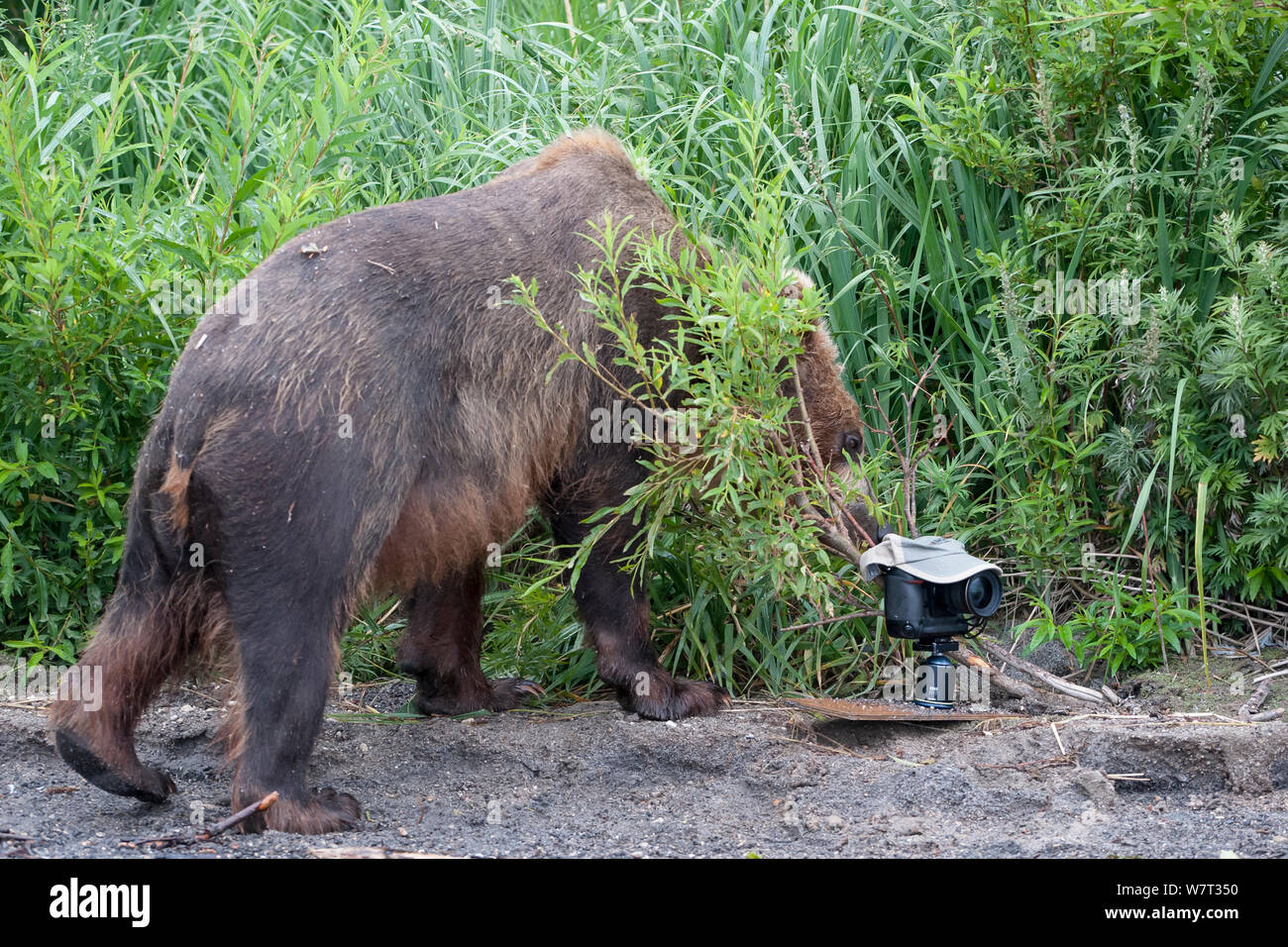 La Kamchatka l'orso bruno (Ursus arctos beringianus) investigando videocamera remota, Kamchatka, Estremo Oriente Russo, Agosto. Foto Stock