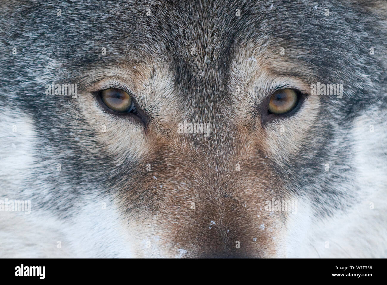 Close-up verticale di un Europeo lupo (Canis lupus), captive, Norvegia, febbraio. Foto Stock
