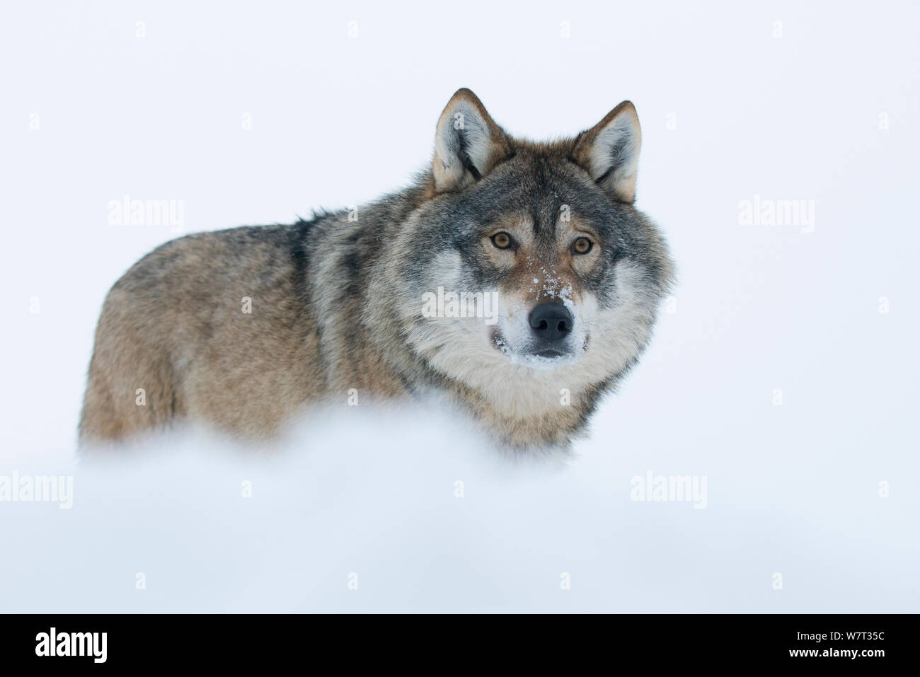Unione lupo (Canis lupus) nella neve, captive, Norvegia, febbraio. Foto Stock