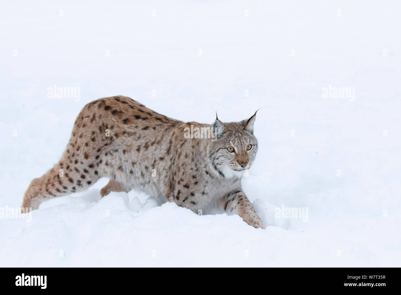 Lince europea (Lynx lynx) a piedi nella neve, captive, Norvegia, febbraio. Foto Stock