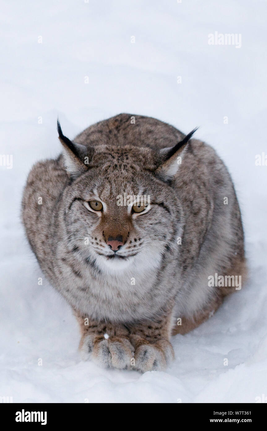 Lince europea (Lynx lynx) nella neve, captive, Norvegia, febbraio. Foto Stock