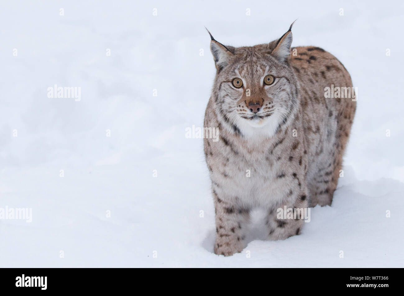 Lince europea (Lynx lynx) nella neve, captive, Norvegia, febbraio. Foto Stock